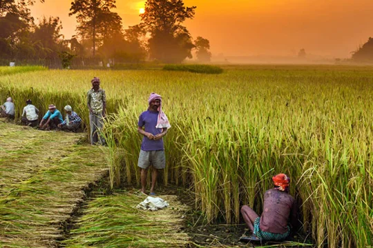 Farmer harvesting crops